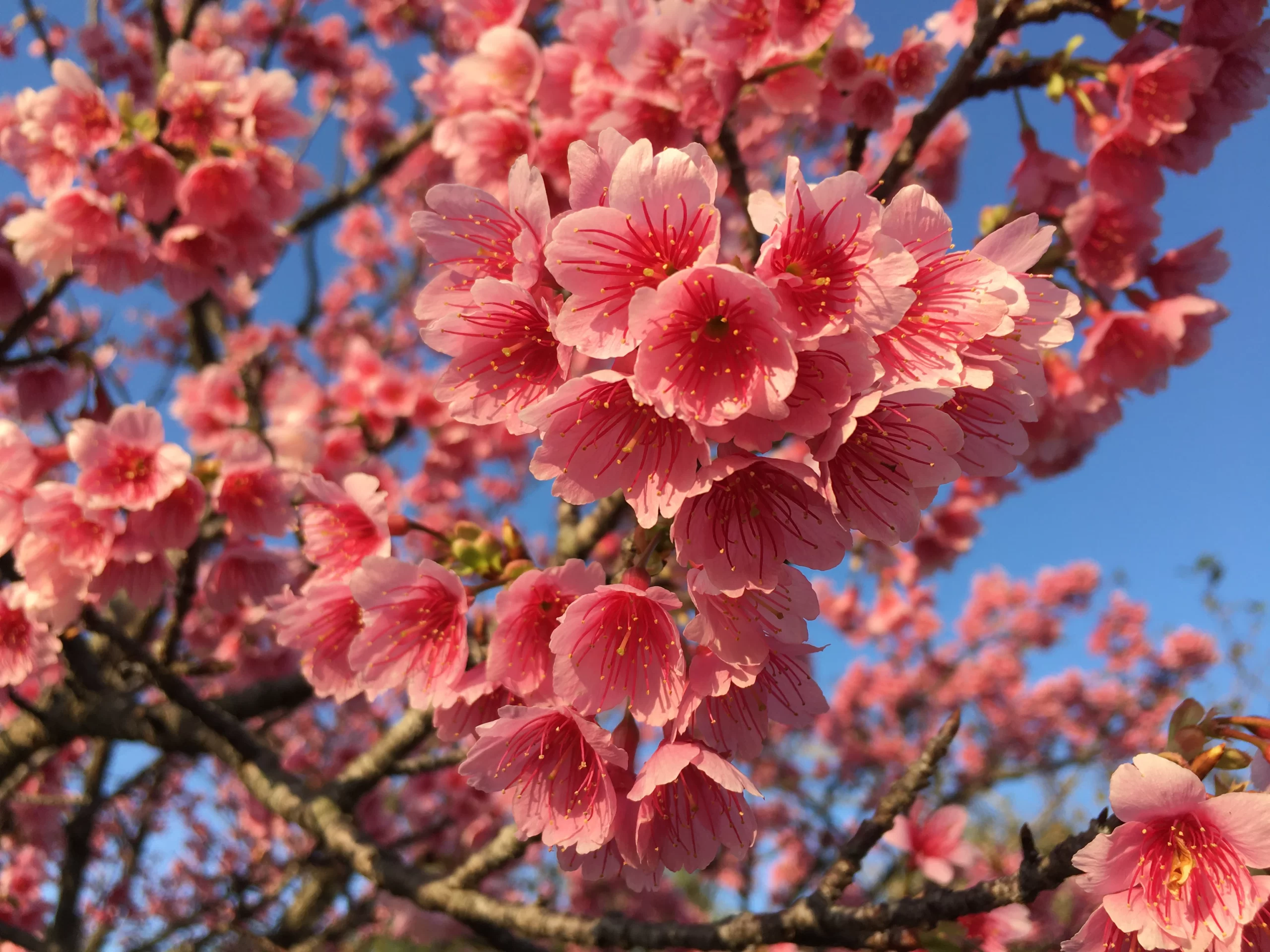 名護城公園（なごぐすくこうえん）